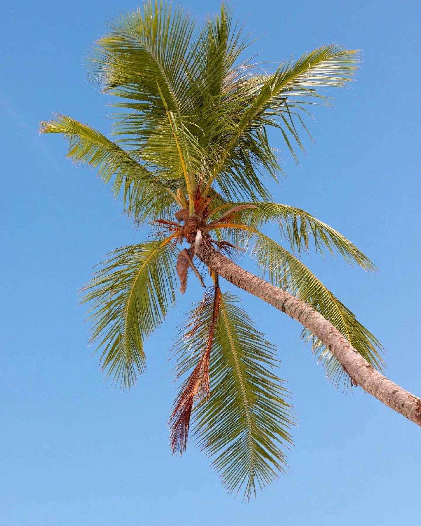 Kudhi Boli Beach House Thulusdhoo Exterior foto