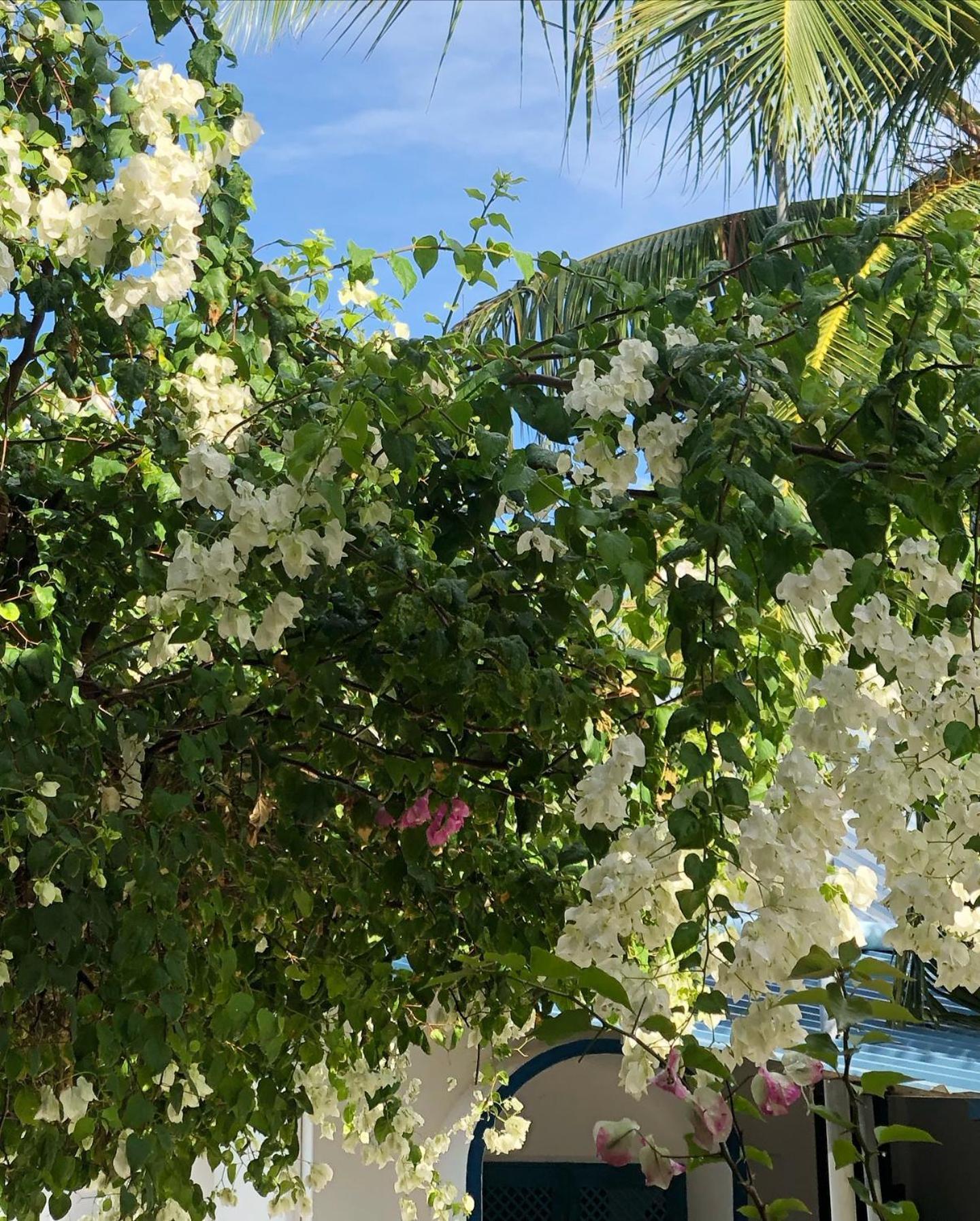 Kudhi Boli Beach House Thulusdhoo Exterior foto